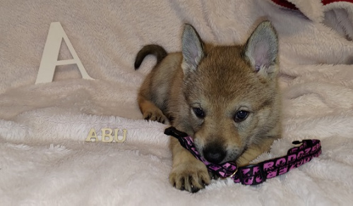 Abu Freja Male Trnie